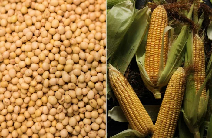 Mercado de grãos tem cenários distintos para soja e milho