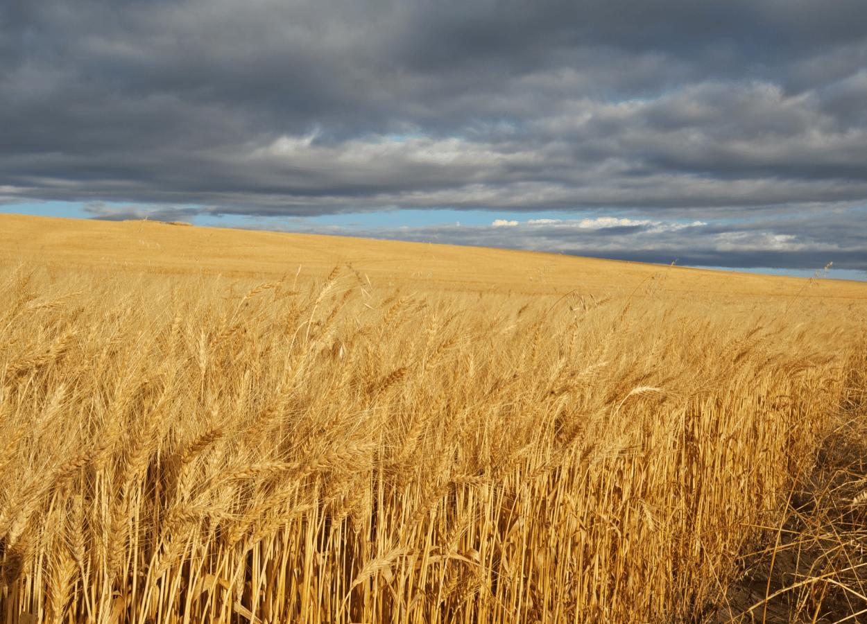 Altos índices de chuvas impactam a produção de trigo brasileira