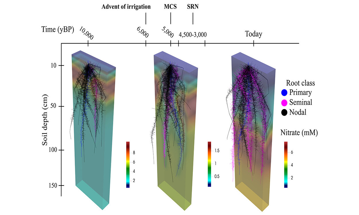 Figura mostra a evolução dos tipos de raízes do teosinto ao milho moderno nos últimos 10.000 anos, simulada usando o programa de modelagem OpenSimRoot, desenvolvido por cientistas da Faculdade de Ciências Agrícolas da Penn State University - Crédito: Penn State