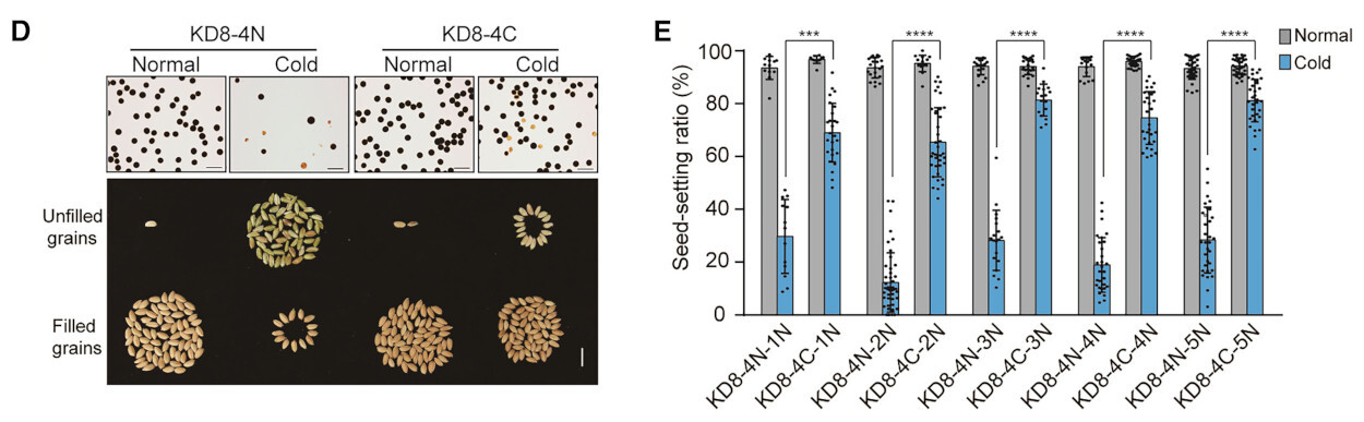 <b>(D) </b>fertilidade do pólen (acima) e grãos preenchidos ou vazios (abaixo) de panículas representativas de plantas KD8-4N e KD8-4C cultivadas em temperaturas normais e frias. Barras de escala, 100 μm (pólen) e 1 cm (grão); <b>(E)</b> proporção de germinação das linhagens endogâmicas KD8-4N e KD8-4C ao longo das cinco gerações sucessivas sem estresse por frio, em temperaturas normais e frias -- 1N–5N indicam o número de gerações em temperatura normal