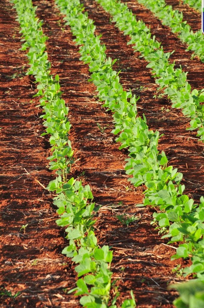​Clima deve beneficiar produção de soja em Lucas do Rio Verde (MT)