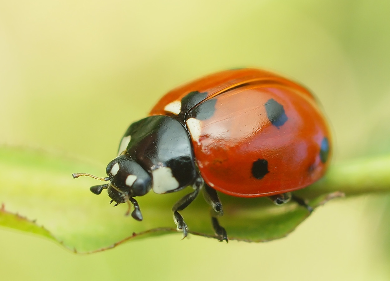 Os inseticidas ecdisteroides são mais seletivos a inimigos naturais, como a joaninha - Foto Freepik