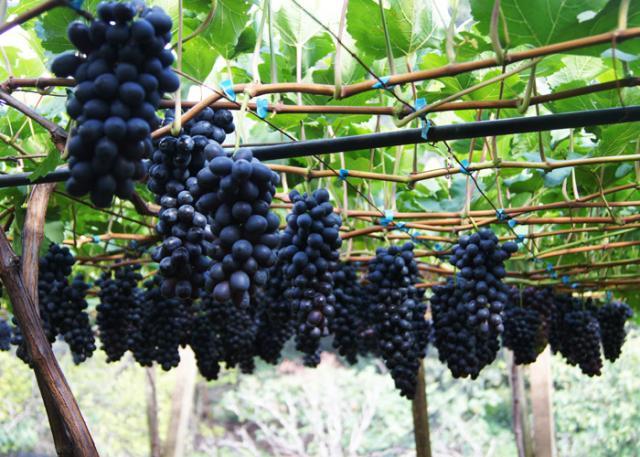 Uva desenvolvida para clima tropical conquista Inglaterra