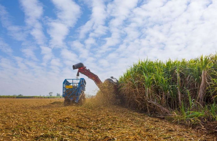 Moagem de cana cai 52,81% na primeira quinzena de novembro