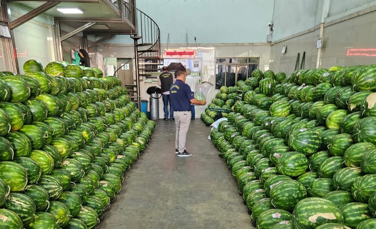 Inspection of pesticide residues in watermelon production is intensified in Goiás