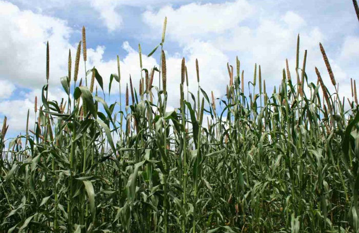 Estudo confirma transmissão de fungos por sementes de milheto