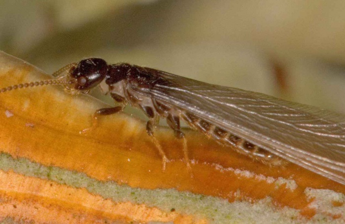 Cupins exibem comportamento sexual entre pares do mesmo sexo