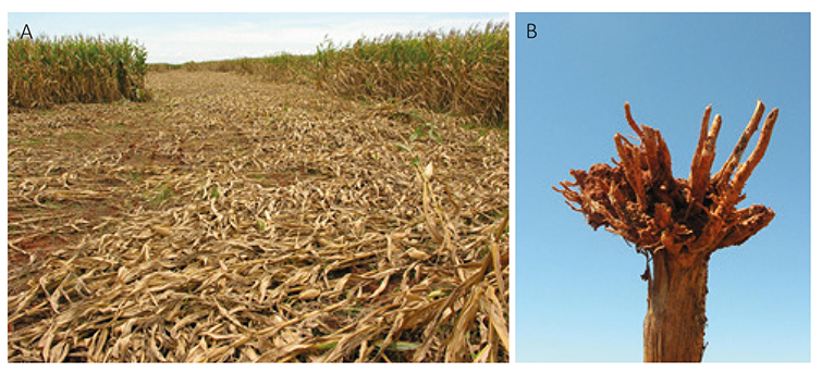 Figura 7 - Sintomas de ataque de Aegopsis bolboceridus em milho em Goiás. Acamamento de plantas (A) e planta de milho com sistema radicular danificado (B)