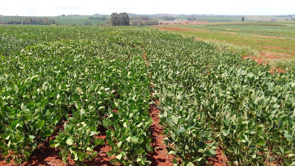 CTNBio aprova uso comercial de soja transgênica tolerante à seca com tecnologia HB4 no Brasil