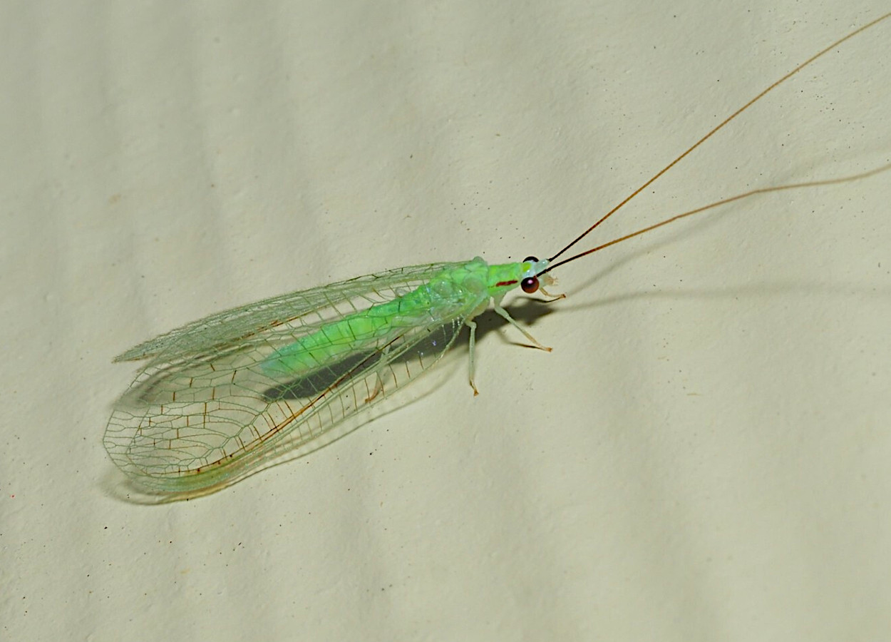 <i>Ceraeochrysa cincta</i> - Foto Vitaly Charny