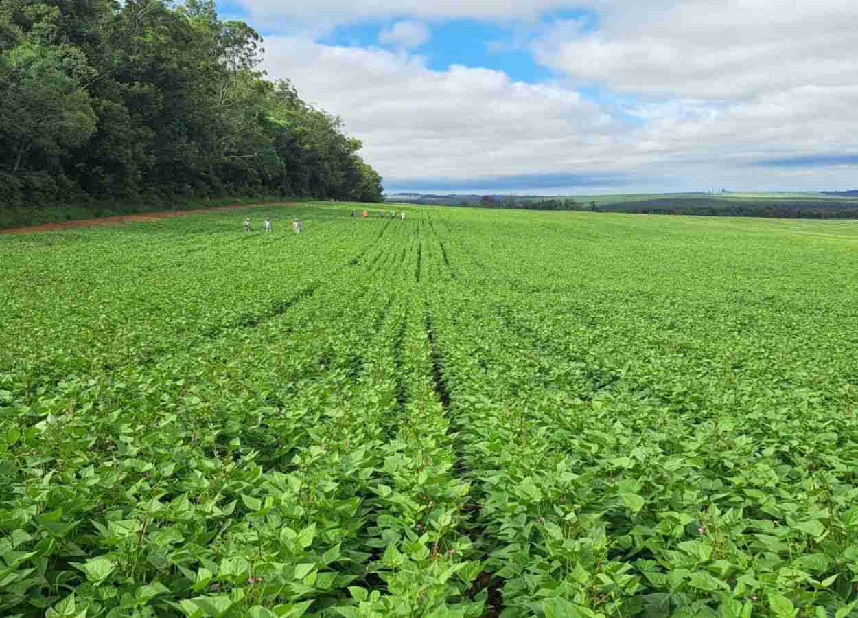 IDR-Paraná lança cultivar de feijão com alto rendimento