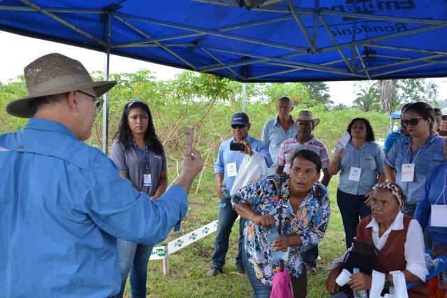 Produtores familiares buscam tecnologias para melhorar produção de mandioca