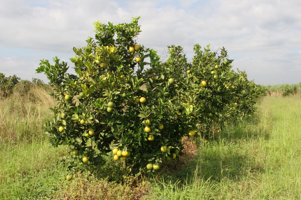 ​Fundecitrus realiza curso de HLB em Limeira nesta quinta (25)