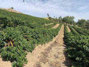 Multinacional apresenta protetor multissítio para cafeicultores mineiros