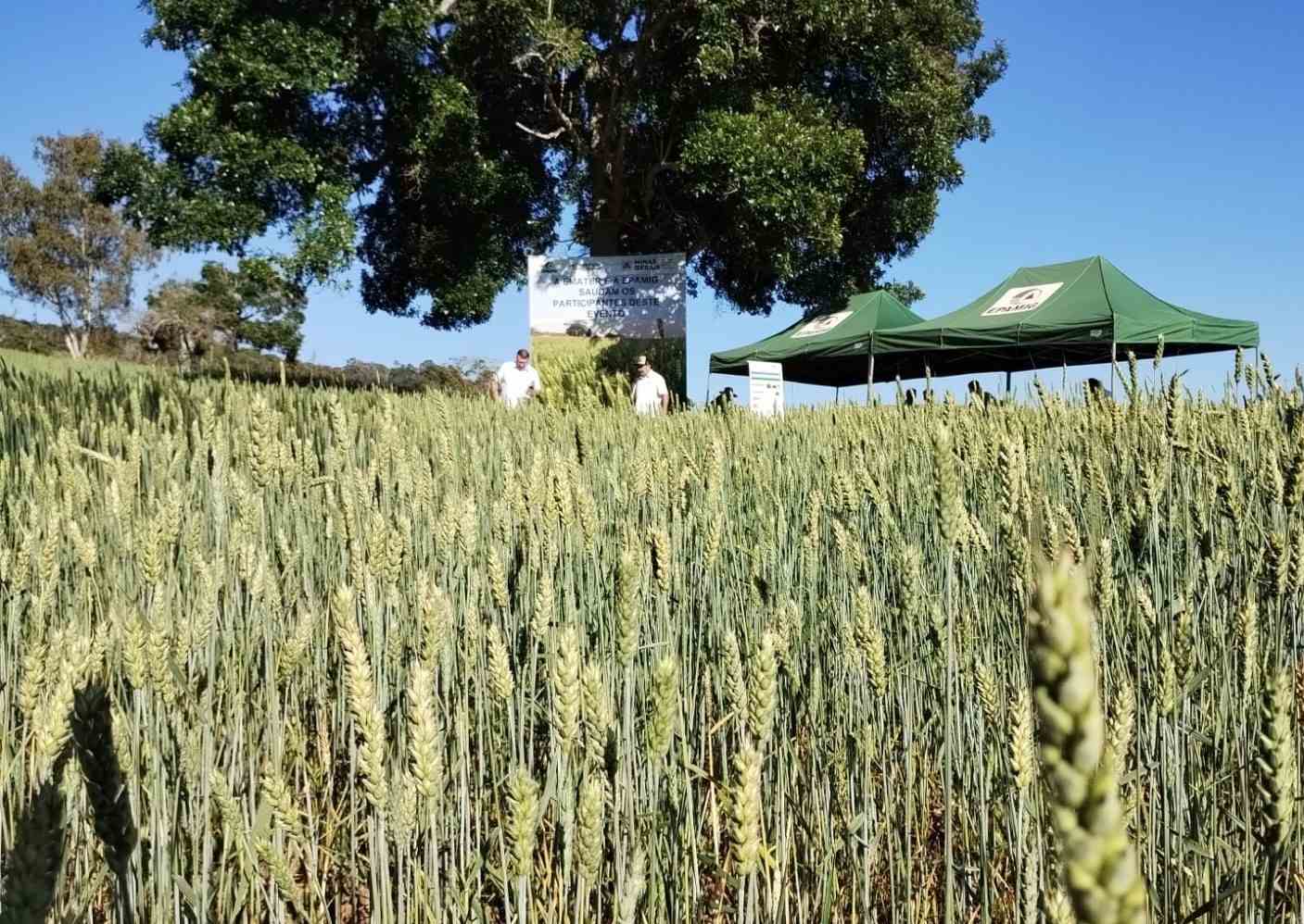 Wheat may be a cheaper alternative to corn silage