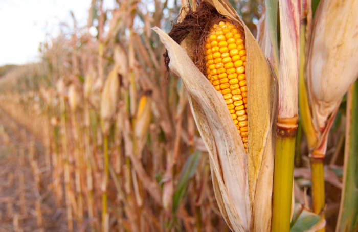 Chemical control of weeds in corn crops