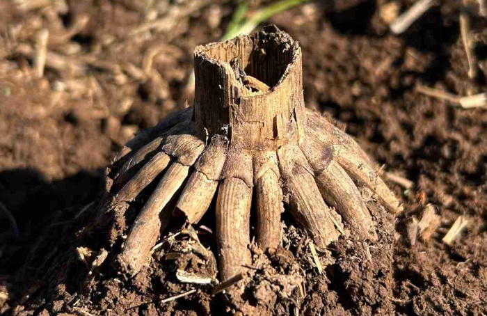 Porosidade e fluxo de água no solo em posições com bioporos de raízes de milho em decomposição