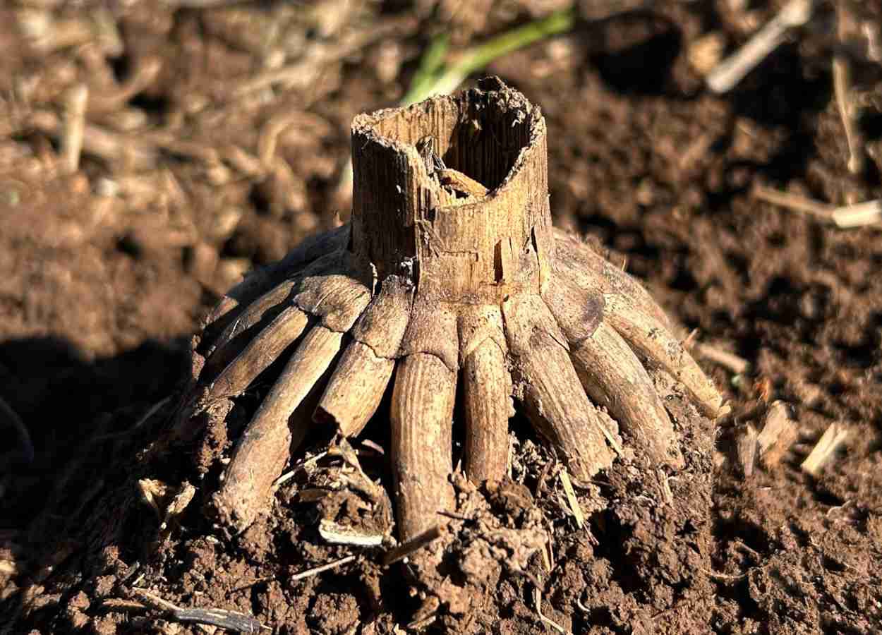 Porosidad y flujo de agua en el suelo en lugares con bioporos provenientes de la descomposición de raíces de maíz.