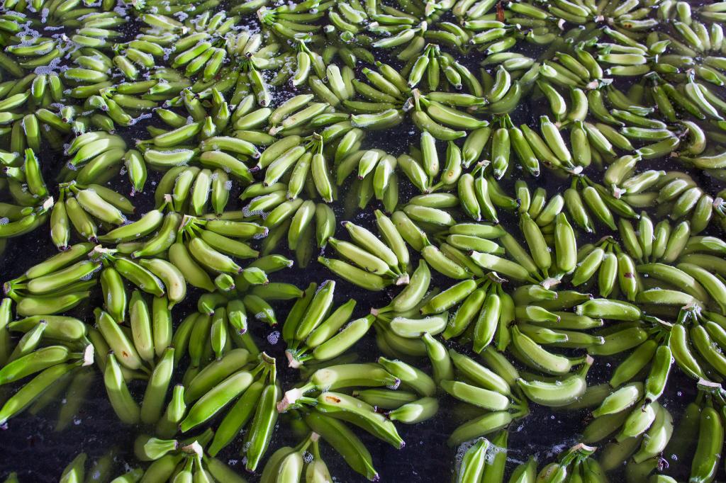 Plano nacional prevê ações para impedir entrada de praga da bananeira no BR