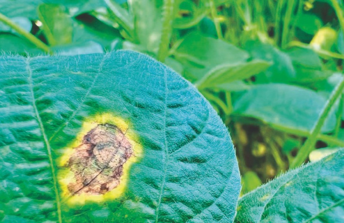 Molécula inovadora supera mutação genética em fungos