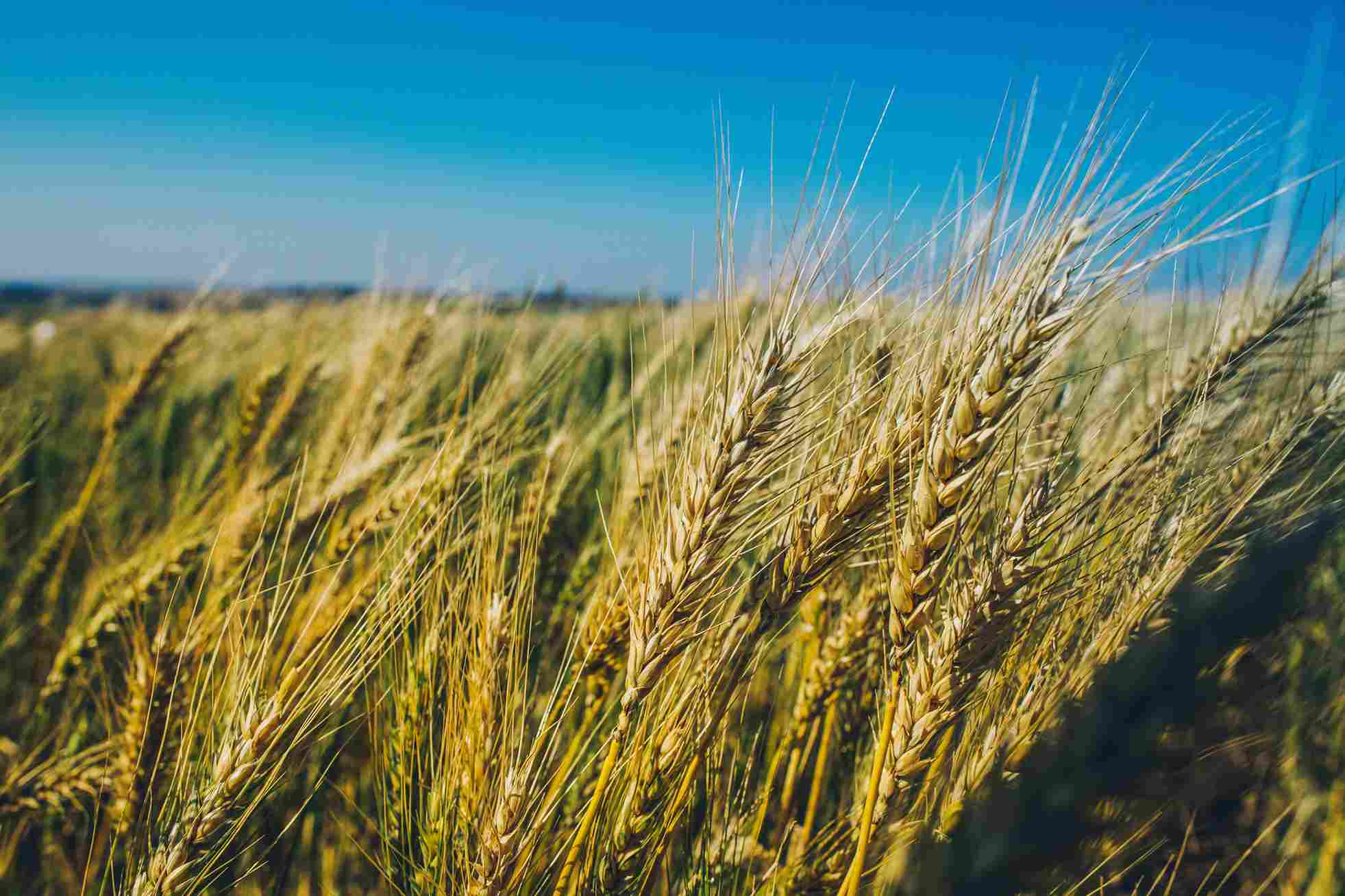 Dia de Campo de Inverno será dia 4 de agosto na Embrapa Soja