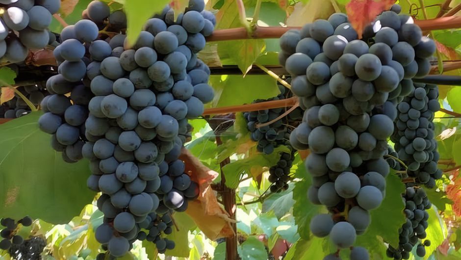 Foto: Patrícia Ritschel