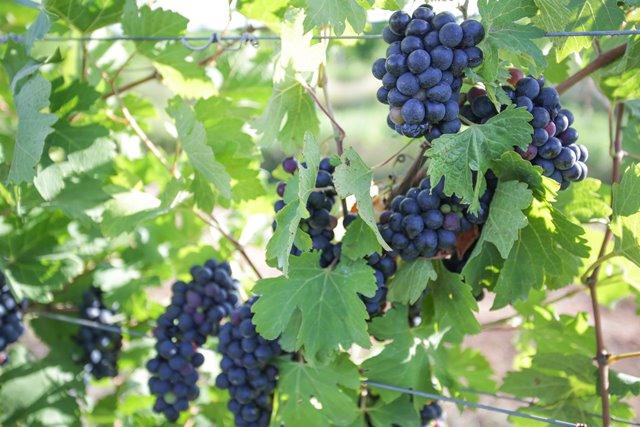Início da colheita de uva em SP e no PR elevam oferta nacional