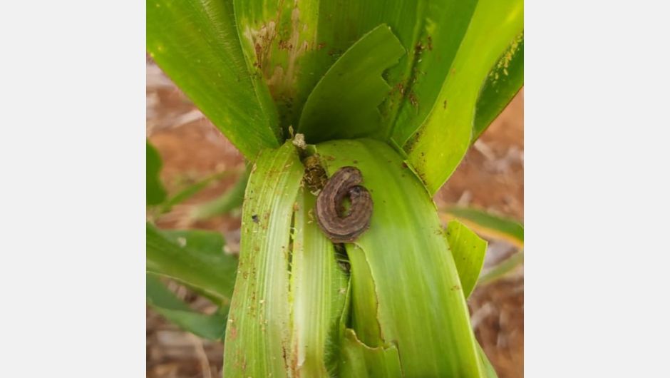 Figura 2: presença de Spodoptera frugiperda nas folhas de milho no campo; foto: Maria Gabriela Venâncio (2022)&nbsp;