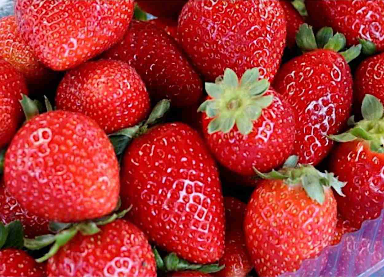 Temperaturas amenas e alta amplitude térmica estimulam floração