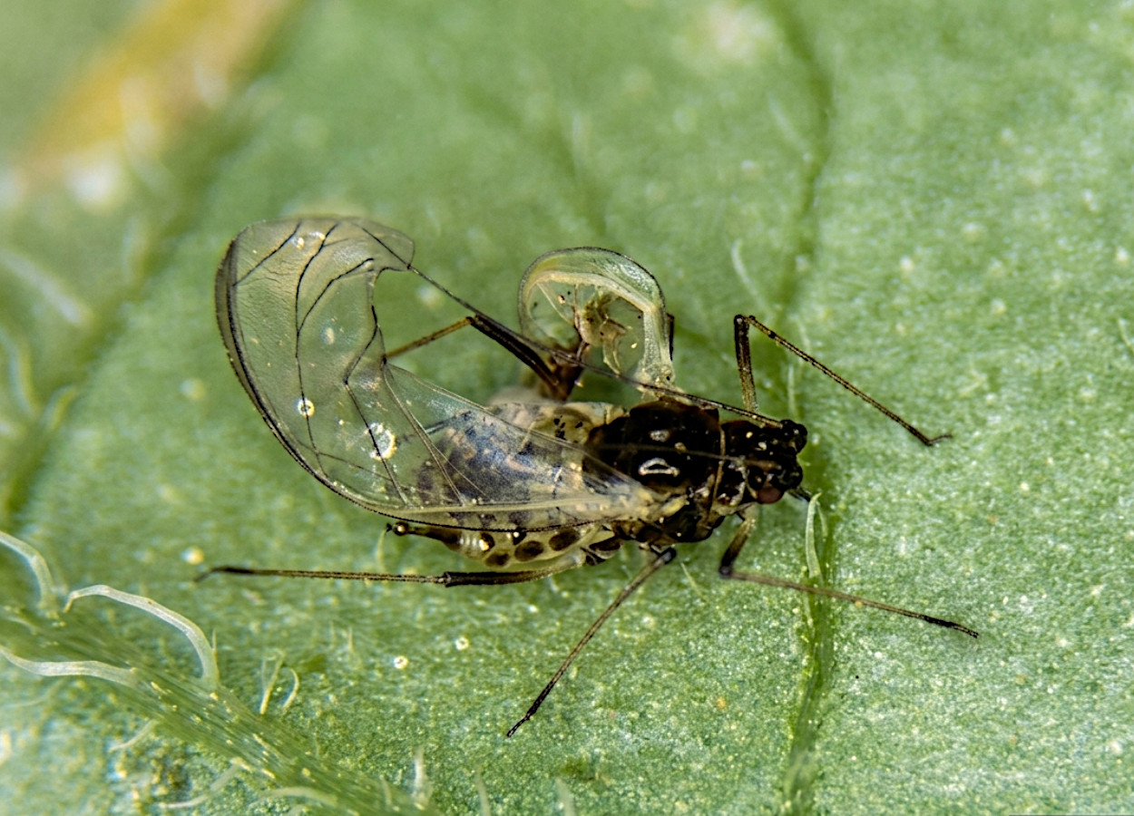 Foto:&nbsp;Whitney Cranshaw / Colorado State University - Bugwood