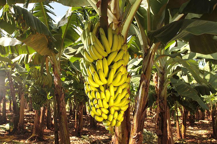 Produção de banana maçã se destaca na região de Lins, Nosso Campo