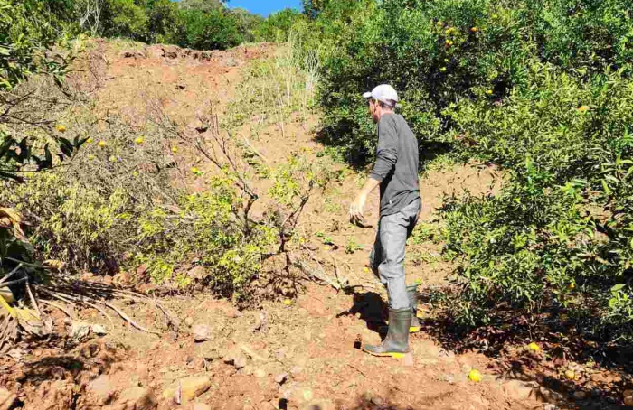 Produtores de citros enfrentam dificuldades e contabilizam prejuízos na Serra gaúcha