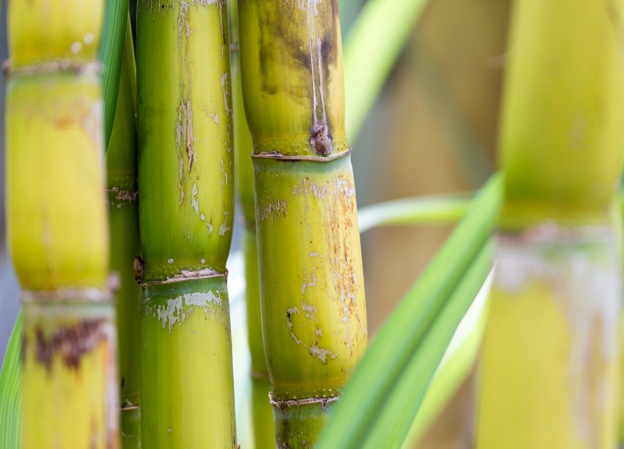 Unica aponta avanço no processamento de cana e maior foco no biocombustível no ciclo 2026/27