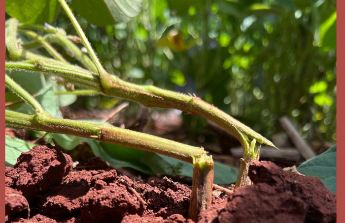 Institutions in Paraná continue research into stem breakage and soybean grain rot