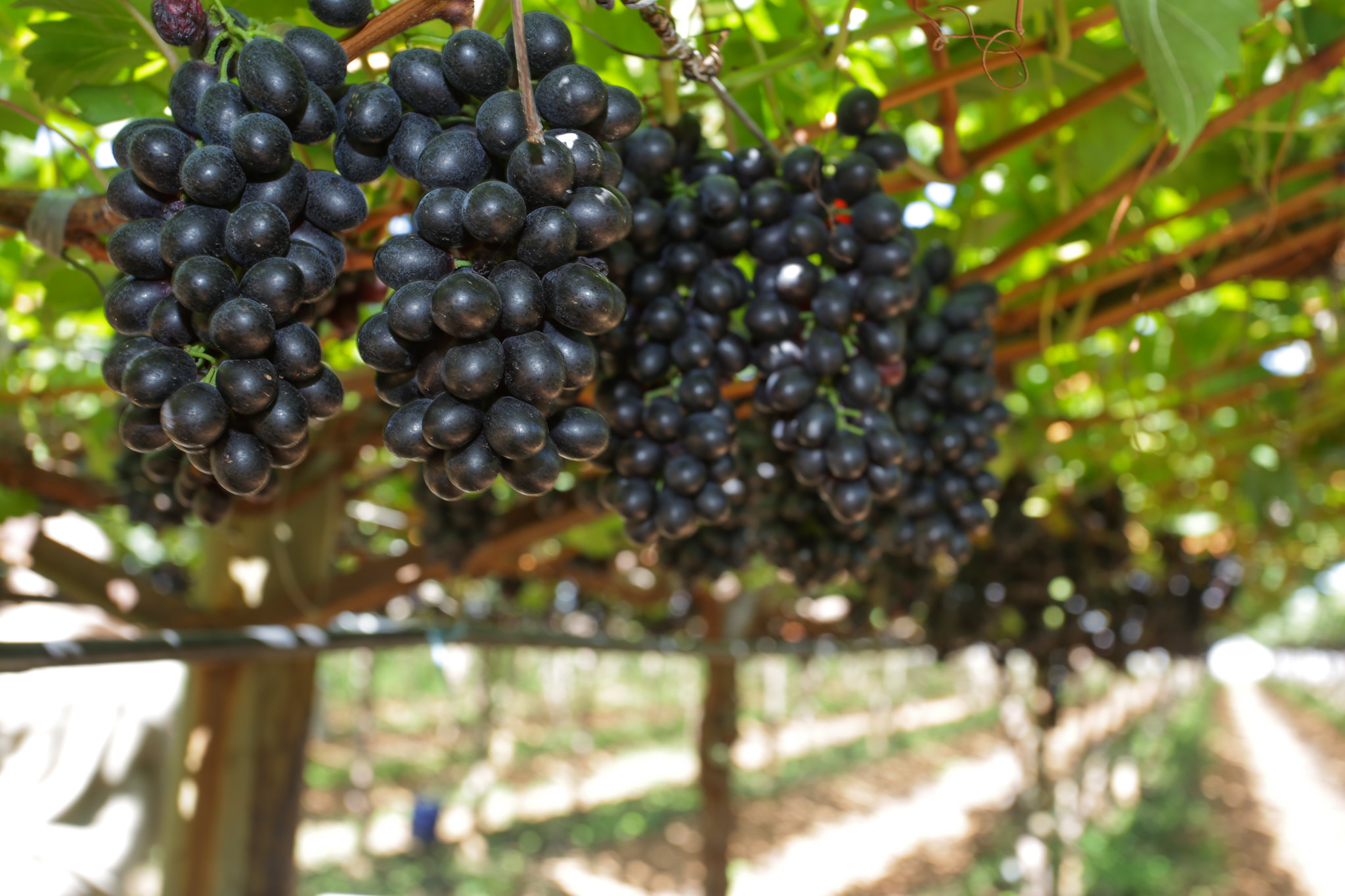 Preços da uva negra sem semente sobem no Vale
