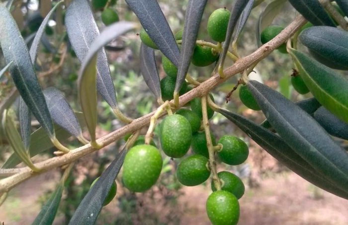 Paraná identifica 69 municípios aptos ao cultivo de oliveiras