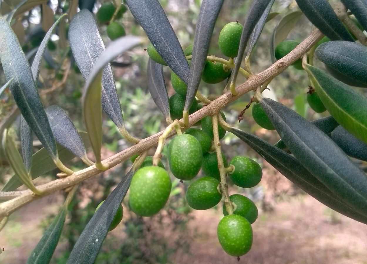 Paraná identifica 69 municípios aptos ao cultivo de oliveiras