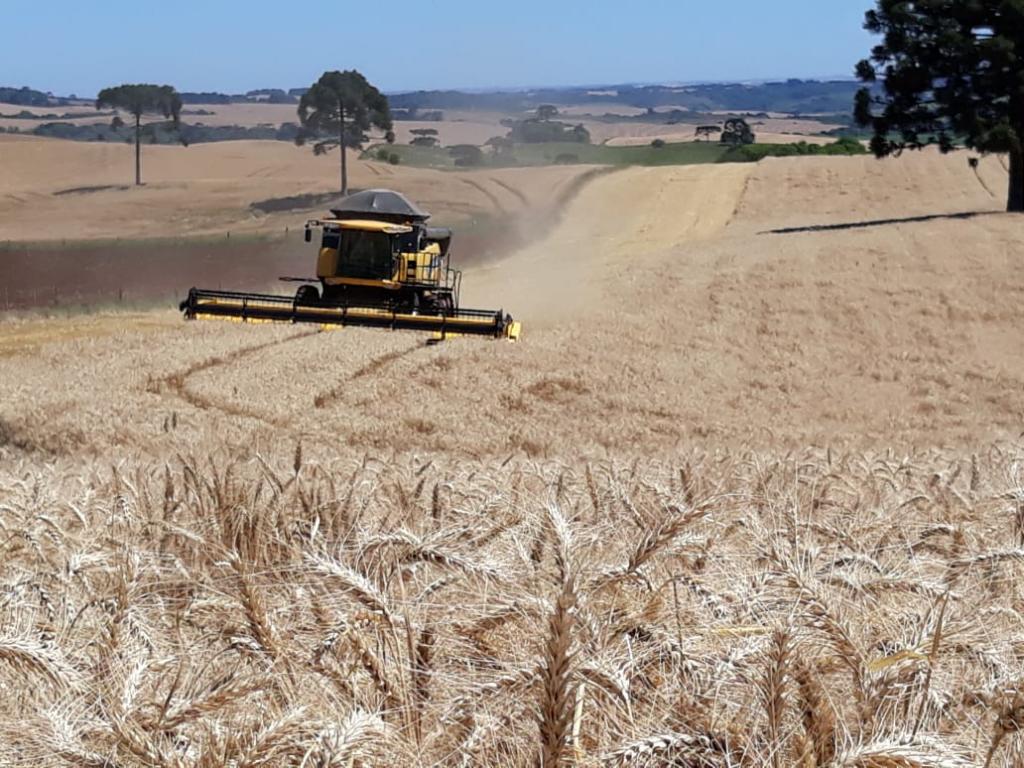 Cuidados necessários na dessecação do trigo