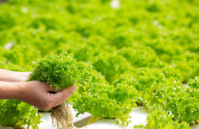 Produção hidropônica já ocupa até três mil hectares no Brasil