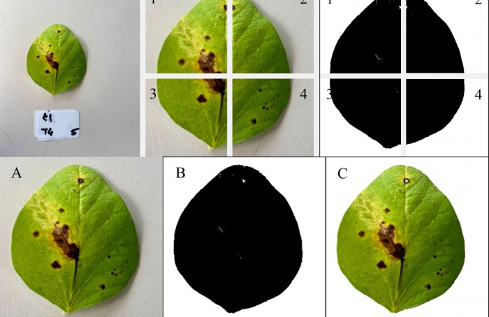 Aplicativo inteligente facilita tomada de decisões no manejo de doenças foliares através de imagens