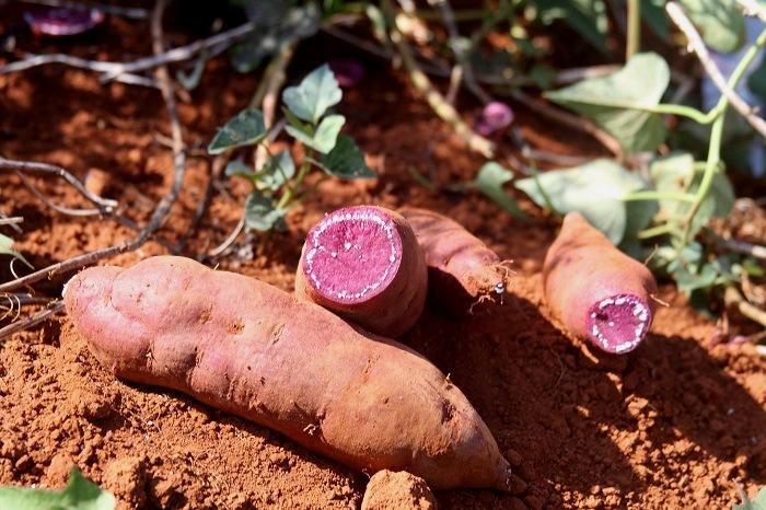 Projeto contempla demanda da cadeia produtiva e valida cultivares de batata-doce de polpa roxa
