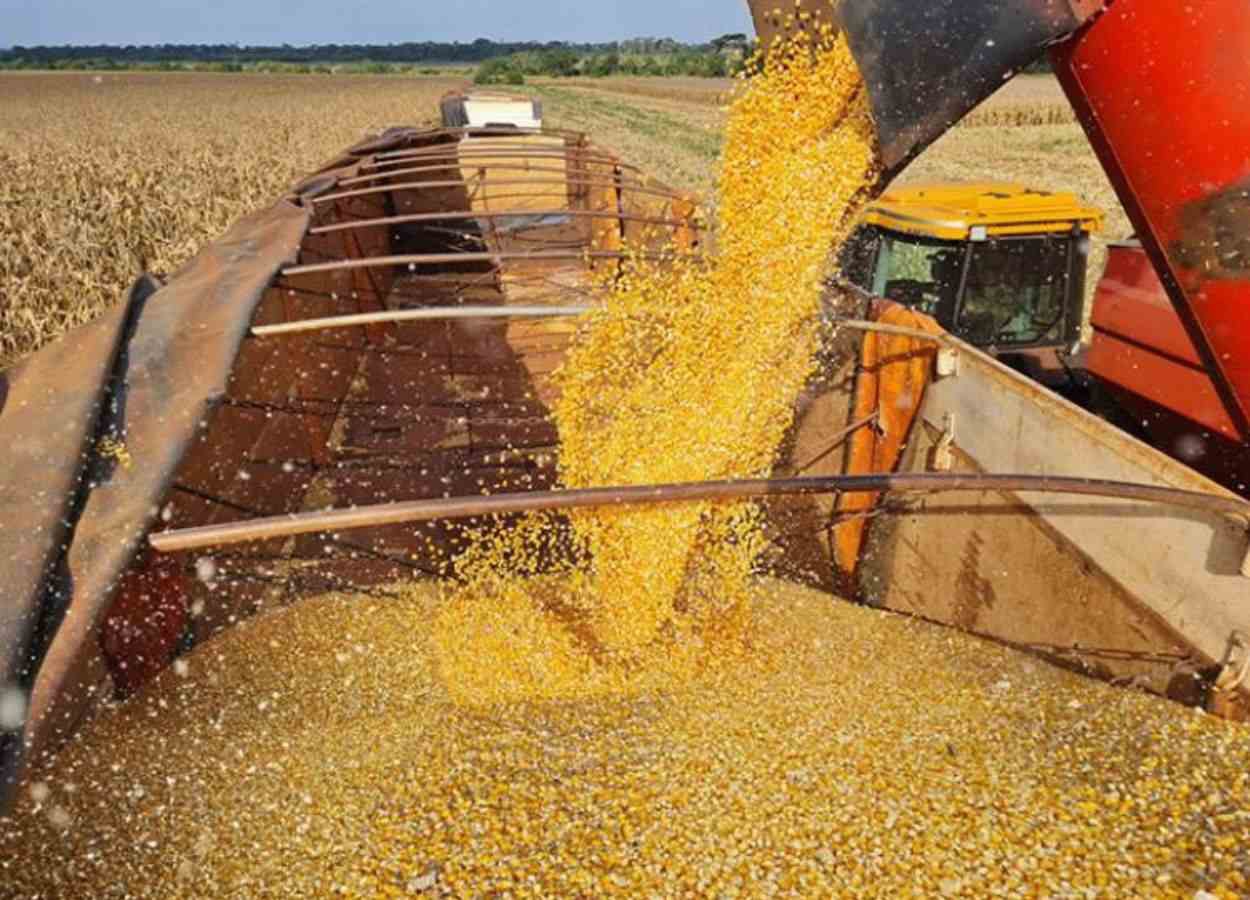 PR Safra 2025/26: chuvas atrasam colheita do milho