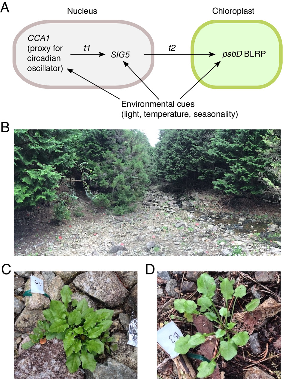 Integração de sinais circadianos e ambientais em uma população natural de <i>A. halleri</i>: <b>(A) </b>arquitetura potencial de uma via de transdução de sinal subjacente à sinalização mediada por SIG5 para cloroplastos, com entradas ambientais ocorrendo em várias posições. t1 e t2 representam o tempo necessário para a transdução de sinal entre cada componente da via; <b>(B)</b> uma fotografia do sítio do rio Omoide-gawa, que tem populações naturais de <i>A. halleri</i>. A maioria das plantas no nível do solo nas margens pedregosas do rio são <i>A. halleri</i>; <b>(C e D)</b> exemplos de plantas de <i>A. halleri</i> em estágio de roseta crescendo sob <b>(C)</b> condições de sol e <b>(D)</b> sombra. Todas as fotografias foram tiradas durante a temporada de amostragem de setembro de 2015