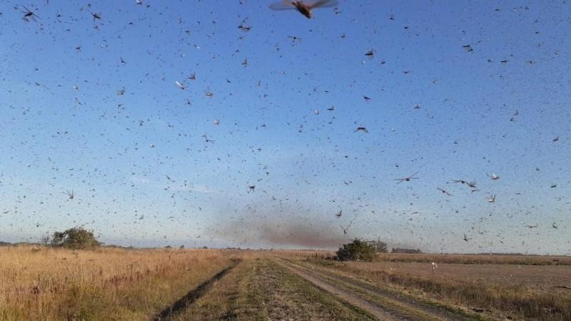 Secretaria de Agricultura do RS monitora nuvem de gafanhotos que avança pela Argentina