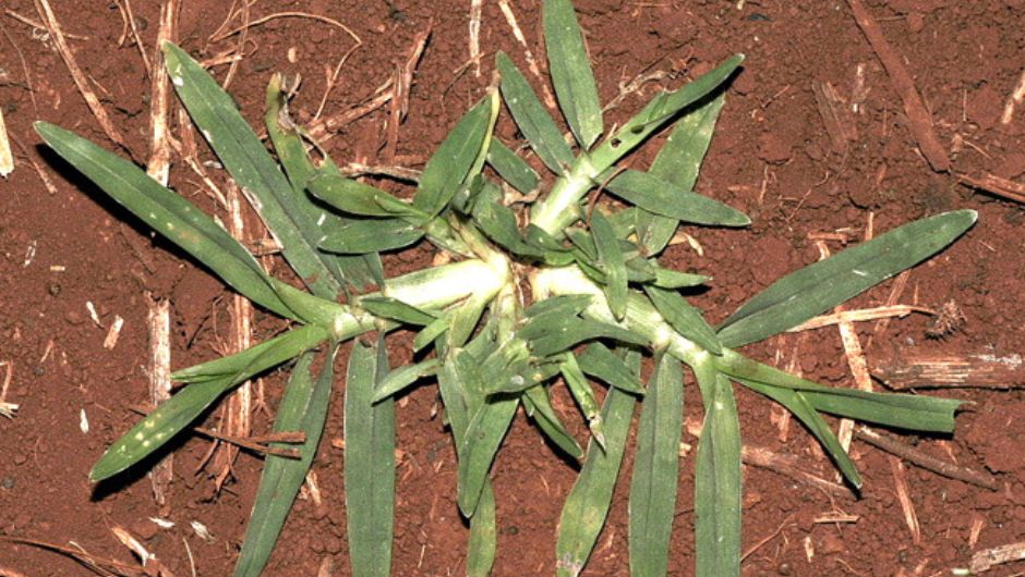 Foto: Edison de Oliveira