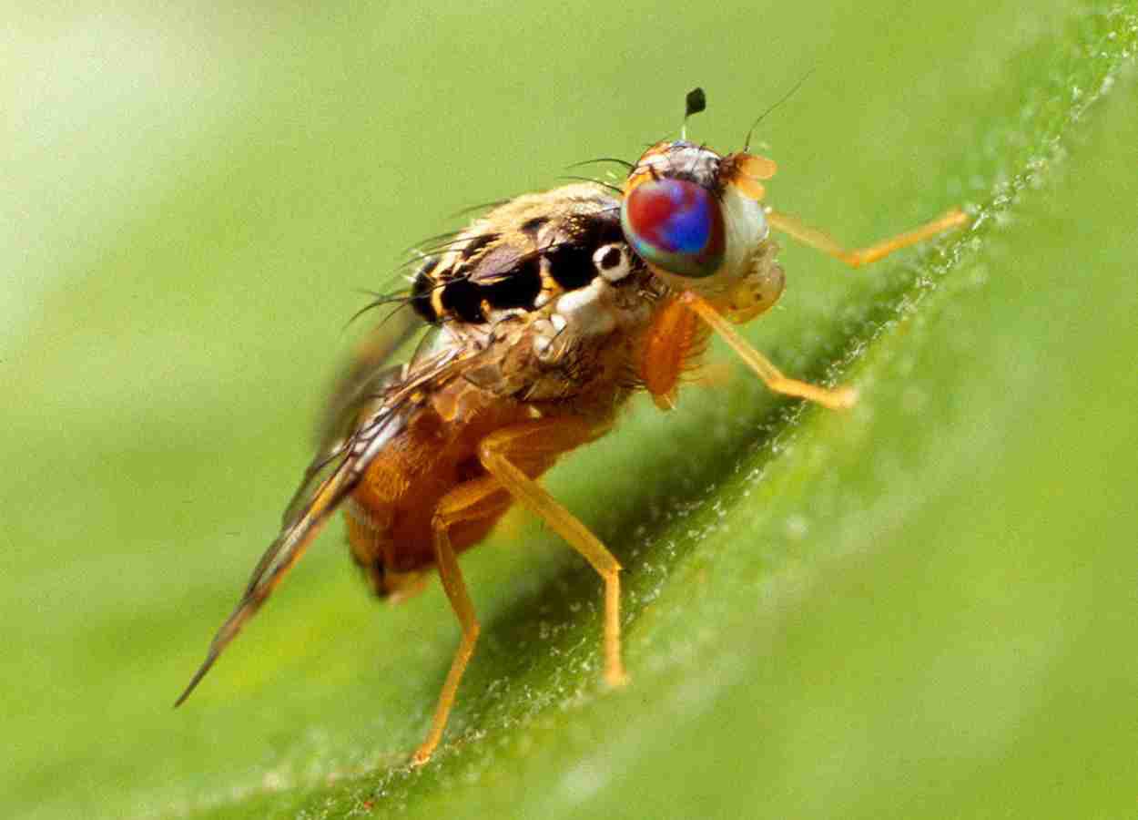 Moscas-das-frutas variam entre ambientes secos da Argentina