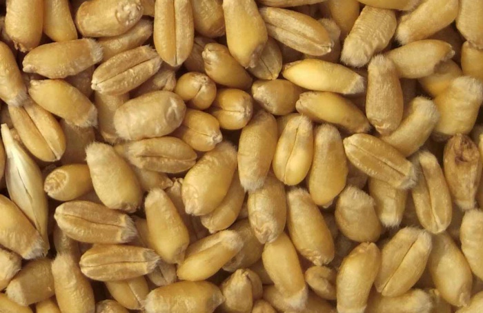 Trigo antigo italiano ganha força na agricultura sustentável