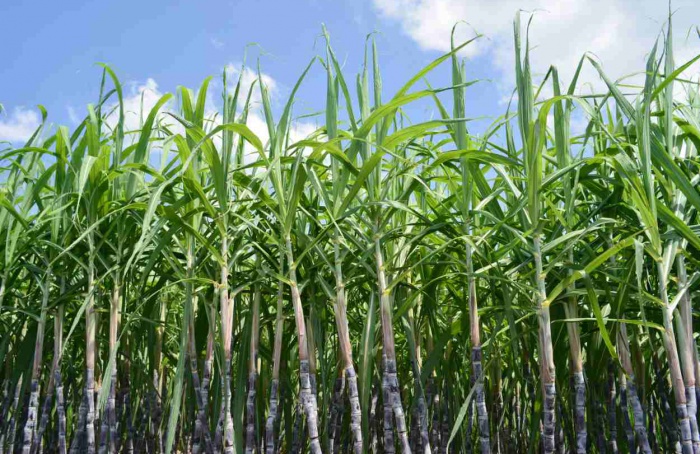 Produção de cana-de-açúcar tem aumento estimado em 10,9%, com  677,6 milhões de toneladas