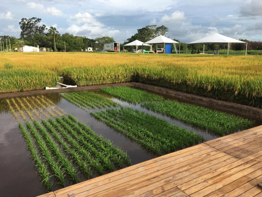 RiceTec leva tecnologias Max-Ace e FullPage para a Abertura Oficial da Colheita do Arroz do RS