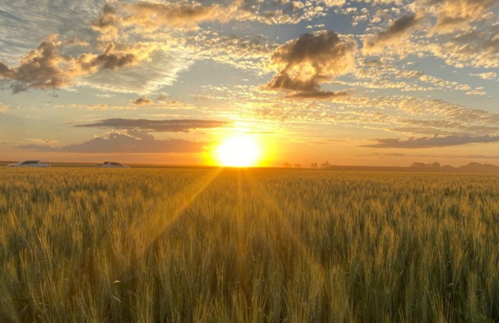 Embrapa abre edital para produção de sementes de trigo tropical